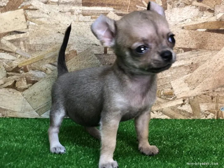 ID：2108-02998の子犬