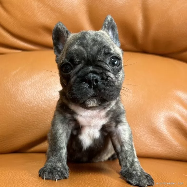 おはな 様のお迎えした子犬