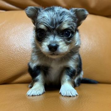 チワワ(ロング)【和歌山県・男の子・2022年11月3日・ブルーマール】の写真「レアカラーブルーマール」