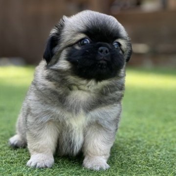 チワワとペキニーズ【和歌山県・男の子・2023年8月22日・フォーン】の写真「可愛いミックス犬チワペキくん」