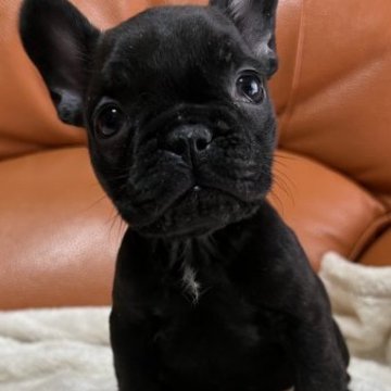 フレンチブルドッグ【和歌山県・女の子・2022年11月17日・ブリンドル】の写真「ぷりぷりのブリンドル」