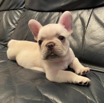 フレンチブルドッグ【和歌山県・男の子・2022年7月7日・クリーム】の写真「人気のクリーム濃いめ」