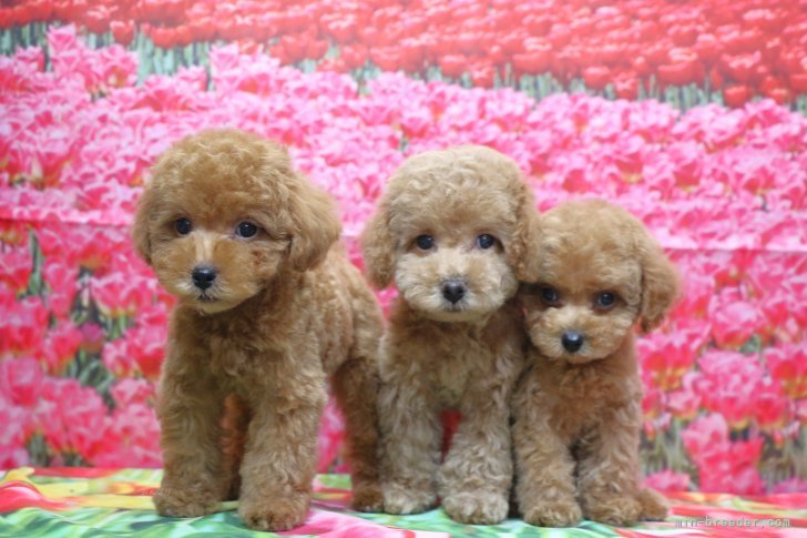 竹内大二ブリーダーのブログ：トイプードル子犬レッドアプリコット、生後2ヶ月