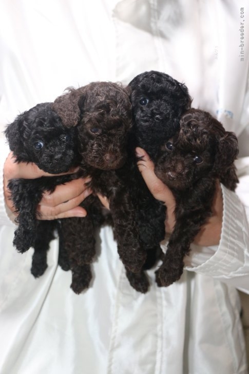 竹内大二ブリーダーのブログ：ティーカッププードル子犬ブラック男の子女の子、ブラウン男の子女の子、生後5週間