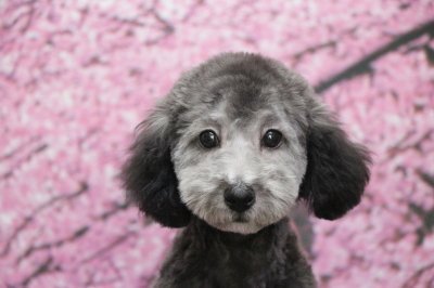 東京都町田市 トイプードルシルバーの子犬オス ハル君 竹内大二ブリーダー みんなのブリーダー