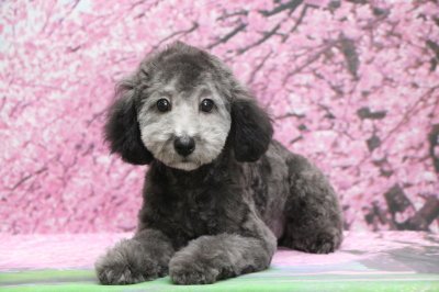 東京都町田市 トイプードルシルバーの子犬オス ハル君 竹内大二ブリーダー みんなのブリーダー