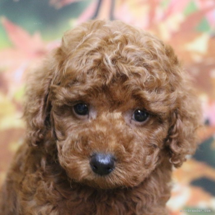 ブリーダー画像