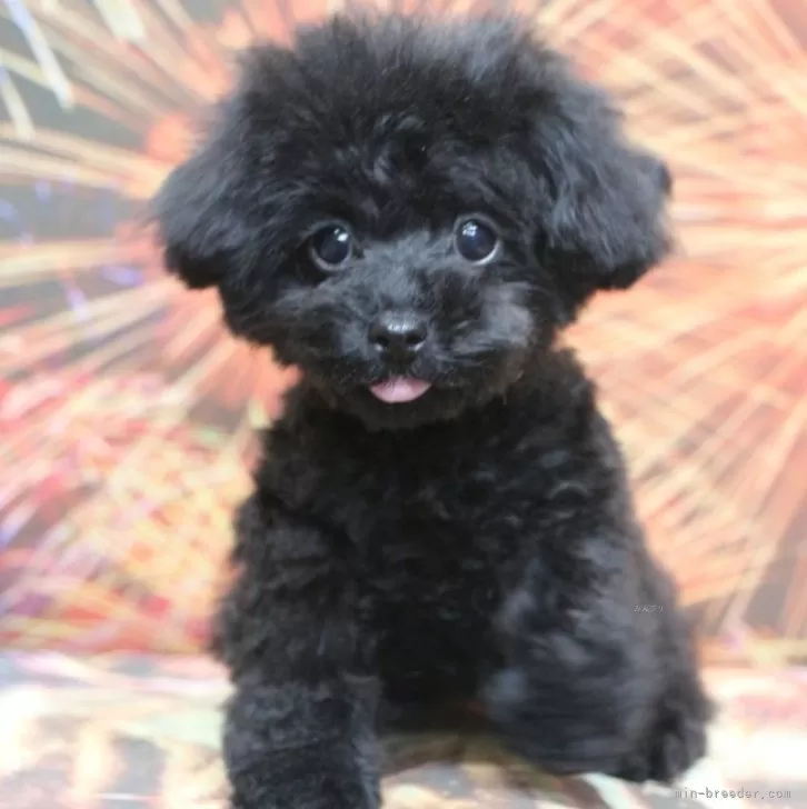 こーへぃ 様のお迎えした子犬