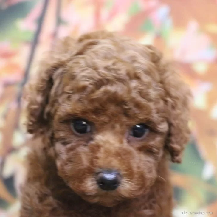 トイプードル(トイ)【千葉県・女の子・2025年10月10日・レッド】の写真1「生後7週間、初めてのシャンプーカットを行いました」