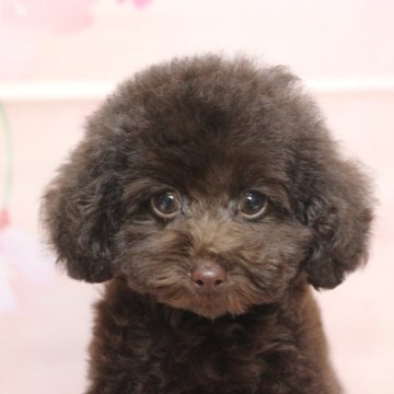 トイプードル(タイニー)【千葉県・男の子・2024年12月24日・ブラウン】の写真「父犬遺伝子検査3項目クリア、色濃く小ぶり毛質良い子」