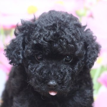 トイプードル(トイ)【千葉県・男の子・2025年8月1日・ブラック】の写真「父犬遺伝子検査3項目クリア、毛の巻きが強く毛質よし」