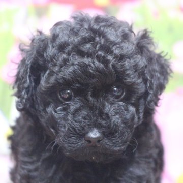 トイプードル(トイ)【千葉県・男の子・2025年8月1日・ブラック】の写真「父犬遺伝子検査3項目クリア、毛の巻きが強く毛質よし」