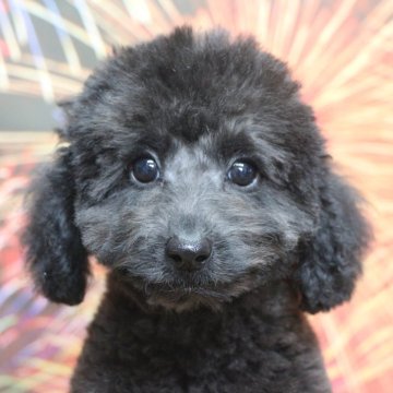 トイプードル(トイ)【千葉県・男の子・2025年4月4日・ブルー(グレー)】の写真「父犬遺伝子検査3項目クリア、毛の巻強く毛量多い」