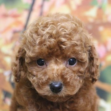 トイプードル(トイ)【千葉県・女の子・2025年10月10日・レッド】の写真「父犬遺伝子検査3項目クリア、色の濃いレッド」