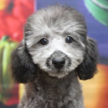トイプードル(トイ)【千葉県・男の子・2025年6月22日・シルバー】の写真「父犬遺伝子検査3項目クリア、毛の巻強め毛量多め」