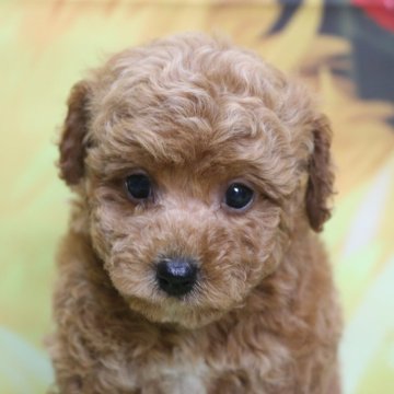 トイプードル(トイ)【千葉県・女の子・2025年7月1日・レッド】の写真「父犬遺伝子検査3項目クリア」