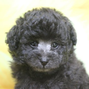 トイプードル(トイ)【千葉県・男の子・2025年6月22日・シルバー】の写真「父犬遺伝子検査3項目クリア、毛の巻強め毛量多め」