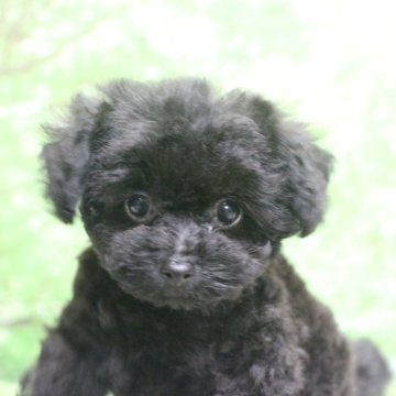 ティーカッププードル【千葉県・男の子・2025年4月5日・ブラック】の写真「父犬遺伝子検査3項目クリア、成犬時1.5ｋｇ以下予」
