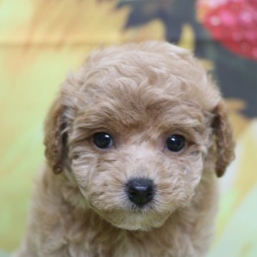 トイプードル(トイ)【千葉県・女の子・2025年7月1日・アプリコット】の写真「父犬遺伝子検査3項目クリア」