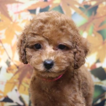 トイプードル(トイ)【千葉県・女の子・2025年8月29日・レッド】の写真「両親犬遺伝子検査3項目クリア」