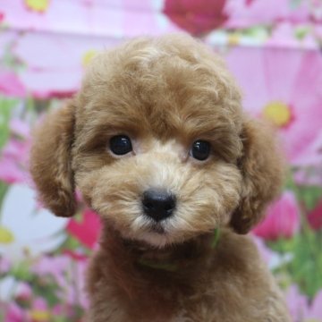 トイプードル(トイ)【千葉県・男の子・2025年7月1日・レッド】の写真「父犬遺伝子検査3項目クリア」