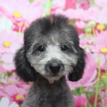トイプードル(トイ)【千葉県・男の子・2025年6月22日・シルバー】の写真「父犬遺伝子検査3項目クリア、毛の巻強め毛量多め」
