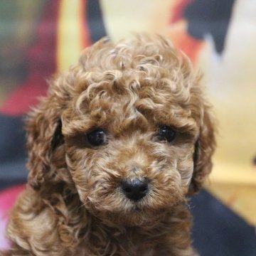トイプードル(トイ)【千葉県・女の子・2025年8月29日・レッド】の写真「父犬遺伝子検査3項目クリア」