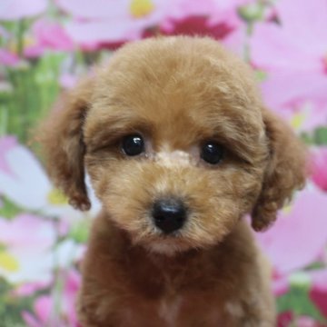 トイプードル(トイ)【千葉県・女の子・2025年7月1日・レッド】の写真「父犬遺伝子検査3項目クリア」