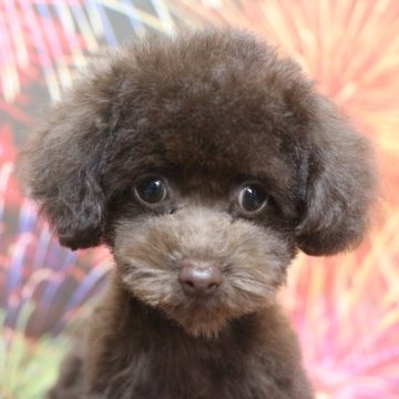 ティーカッププードル【千葉県・女の子・2025年4月5日・ブラウン】の写真「父犬遺伝子検査3項目クリア、色濃く小ぶり毛質良い子」