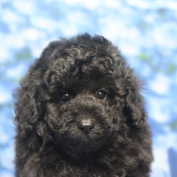 トイプードル(トイ)【千葉県・男の子・2025年4月4日・ブラック】の写真「父犬遺伝子検査3項目クリア、毛の巻強く毛量多い」