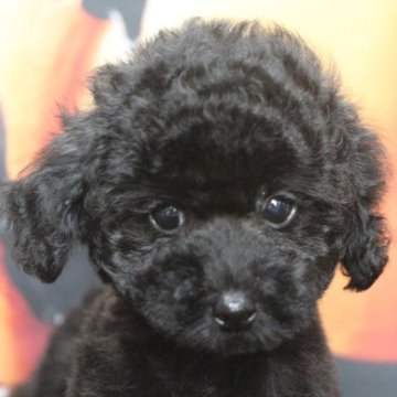 トイプードル(トイ)【千葉県・男の子・2025年8月1日・ブラック】の写真「父犬遺伝子検査3項目クリア、毛の巻きが強く毛質よし」