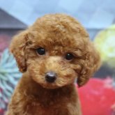 トイプードル(トイ)