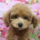 トイプードル(トイ)