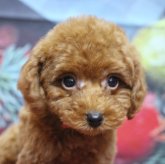 トイプードル(タイニー)