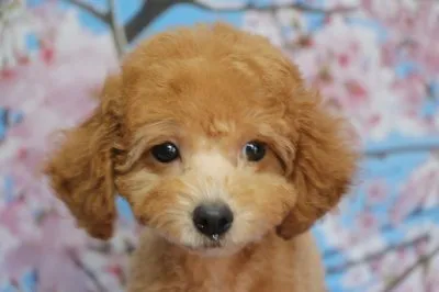 ID：2103-00317の子犬