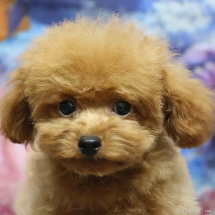 ID:2406-05307の子犬