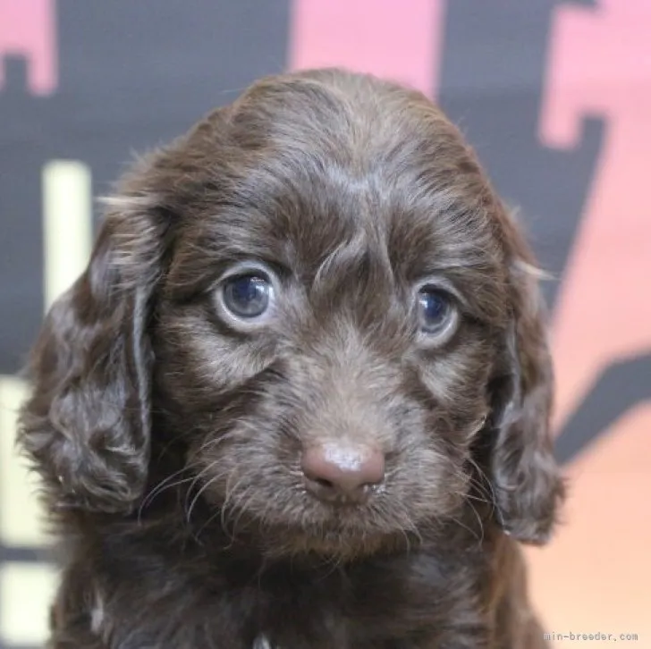 ID:2309-03974の子犬