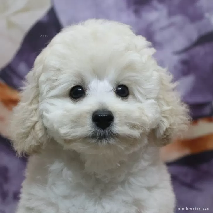 はる 様のお迎えした子犬