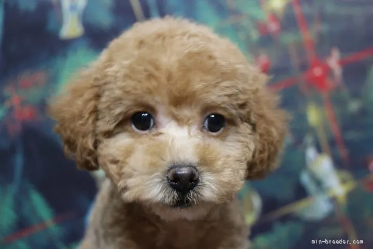 ID:2111-01853の子犬