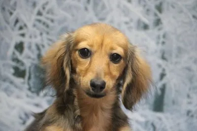 ID:2011-02954の子犬