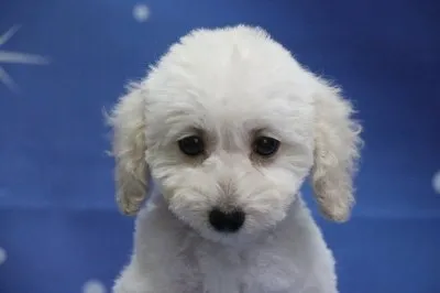ID:1906-00168の子犬