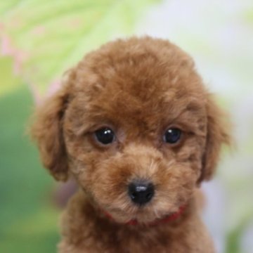 トイプードル(タイニー)【千葉県・女の子・2023年4月2日・レッド】の写真「父犬遺伝子検査3項目クリア、母犬ドワーフ足短め」