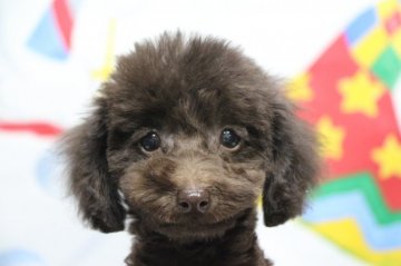 トイプードル(タイニー)【千葉県・女の子・2021年10月17日・ブラウン】の写真「父犬遺伝子検査3項目クリア。四肢しっかりしています」