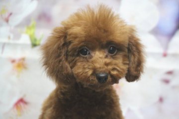 トイプードル(トイ)【千葉県・女の子・2021年11月19日・レッド】の写真「父犬遺伝子検査3項目クリア、色の濃いレッド」