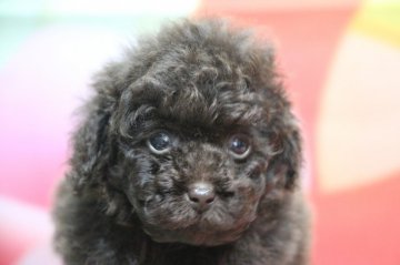 トイプードル(ティーカップ)【千葉県・男の子・2021年6月14日・ブラウン】の写真「色が濃く毛の巻きが強めです。」