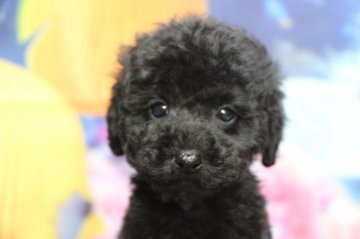 トイプードル(タイニー)【千葉県・男の子・2021年6月23日・ブラック(黒)】の写真「毛量があって毛の巻きが強い子です。」