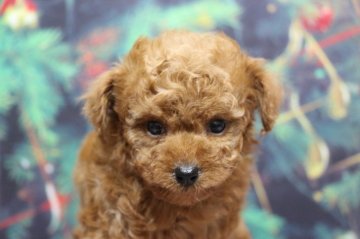 トイプードル(タイニー)【千葉県・女の子・2021年10月24日・レッド】の写真「両親犬PRAクリア」