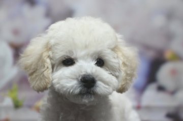 トイプードル(トイ)【千葉県・女の子・2021年12月20日・ホワイト】の写真「父犬遺伝子検査3項目クリア、毛の巻強く毛量多い」