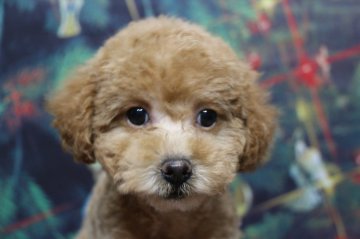 トイプードル(トイ)【千葉県・女の子・2021年10月2日・アプリコット】の写真「色がとても濃いレッド、父犬遺伝子検査3項目クリア」