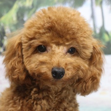 トイプードル(タイニー)【千葉県・男の子・2023年1月24日・レッド】の写真「父犬遺伝子検査3項目クリア　」